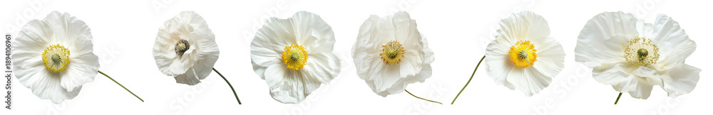 Fototapeta premium PNG Delicate white poppy flowers arrangement, element set on transparent background