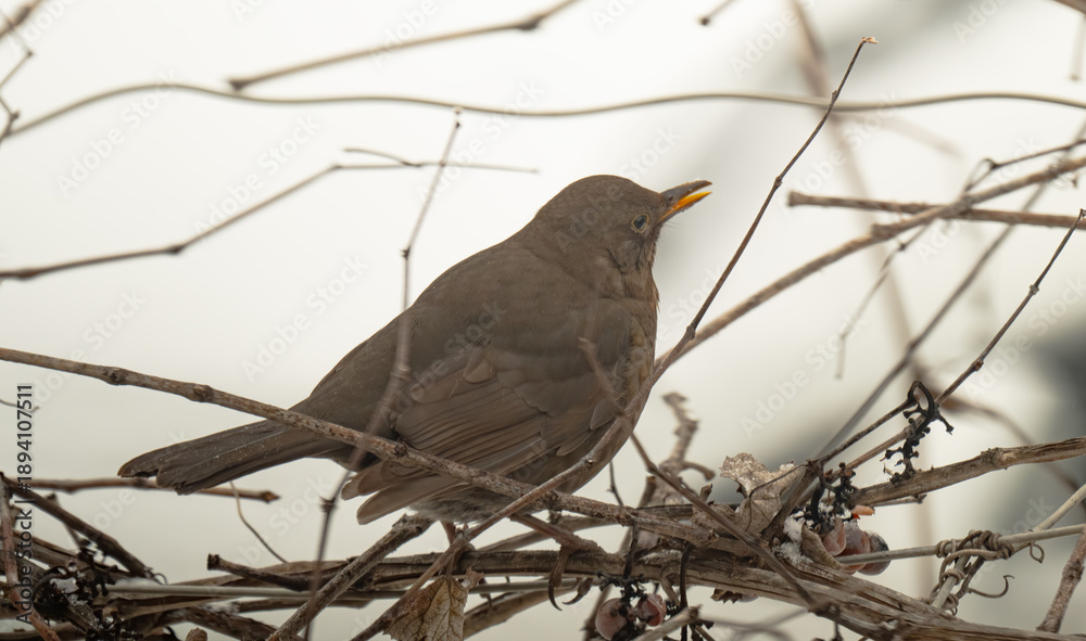 Fototapeta premium thrush on a grape vine in winter