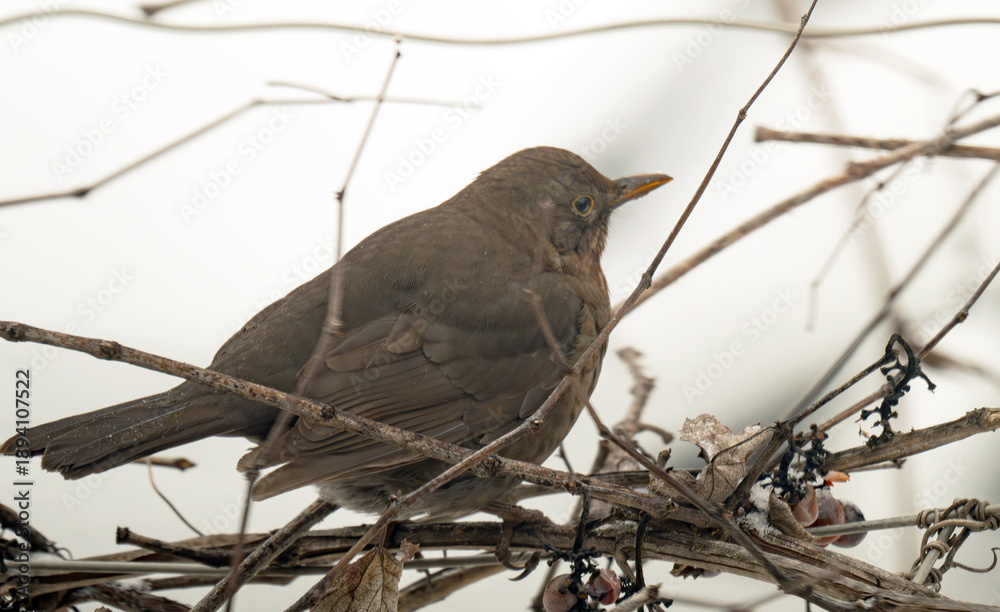 Fototapeta premium thrush on a grape vine in winter
