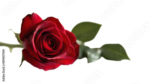 Beautiful red rose stem with green leaves on transparent background for layout