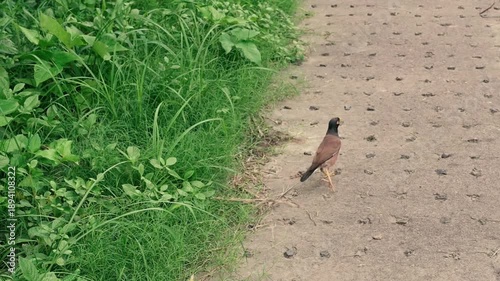 Common Myna , Acridotheres tristis bird walking. An omnivorous open woodland bird with a strong territorial instinct, the common myna has adapted to urban environments. Howrah, West Bengal, India