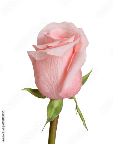 A closeup of a pale pink rose bud with soft petals and green sepals, conveyin...