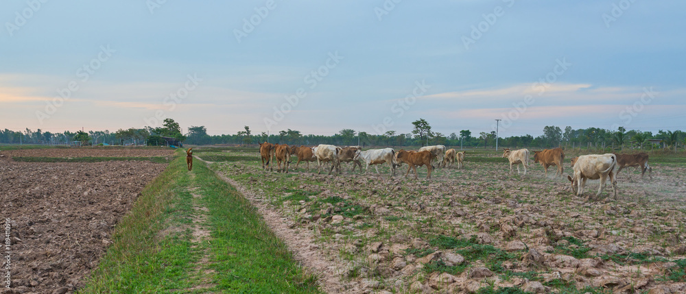 Fototapeta premium cows grazing in a rural field