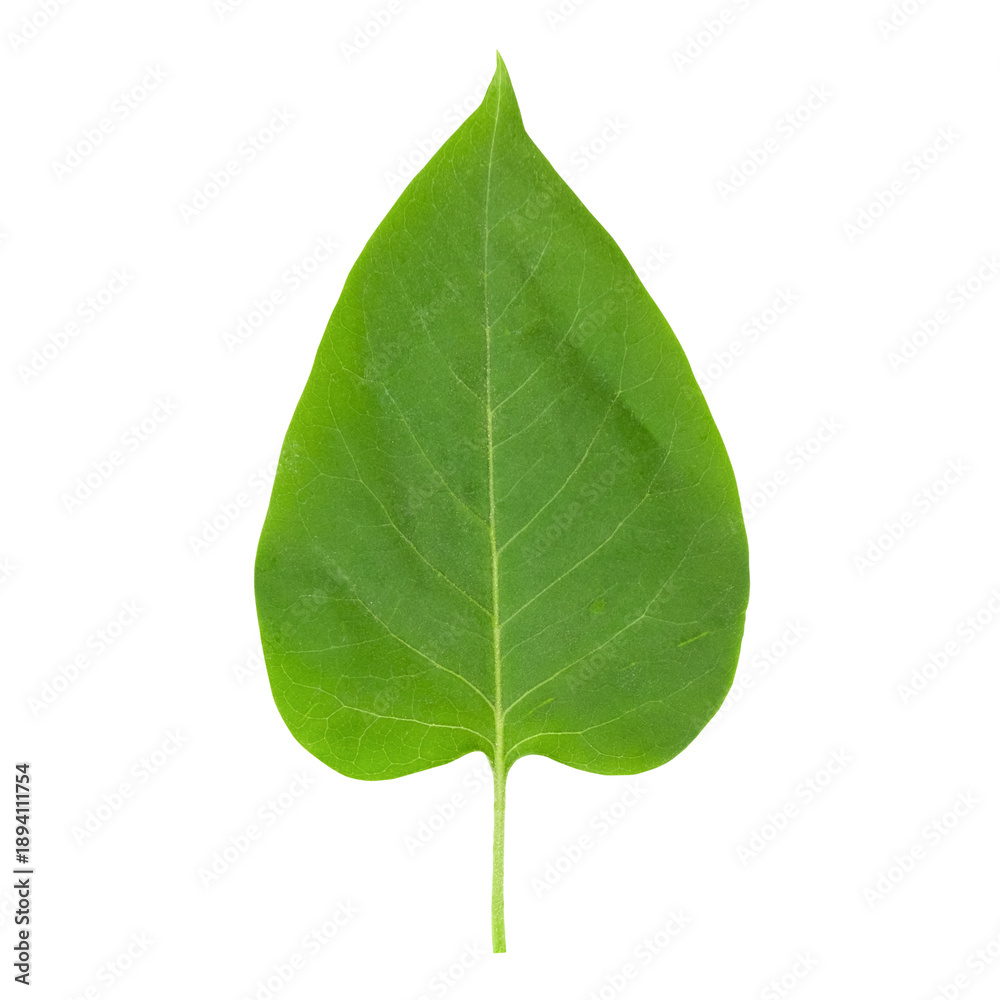Fototapeta premium lilac leaf isolated on white background