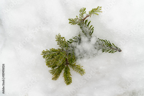 Frozen spruce branch covered with ice and snow on white background. Natural winter plant detail. Macro shot with copy space. Cold season and winter nature concept for design, poster, banner