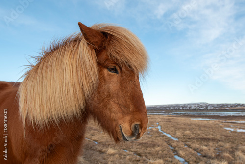 portrait of a horse in Iceland
