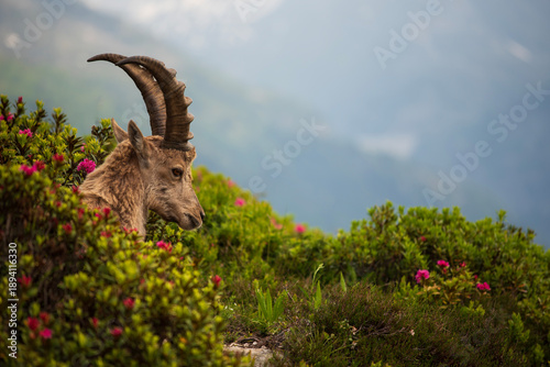 Ibex on the meadow