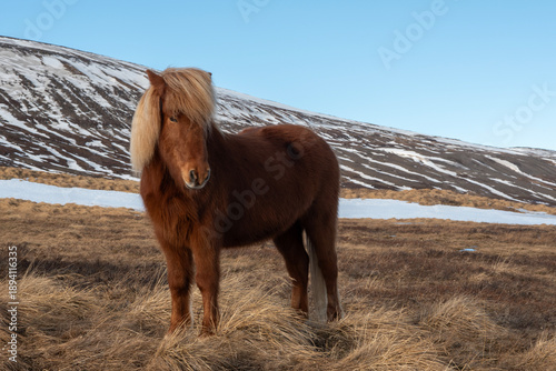 Iceland horse in the snow