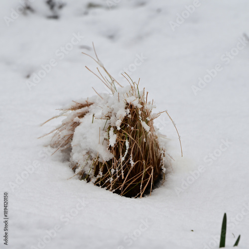 grass in snow