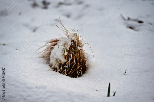 grass in snow