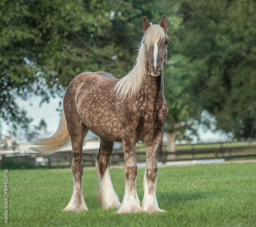 Tableau sur toile juvenile male Gypsy Vanner Horse weanling colt stands in grass field