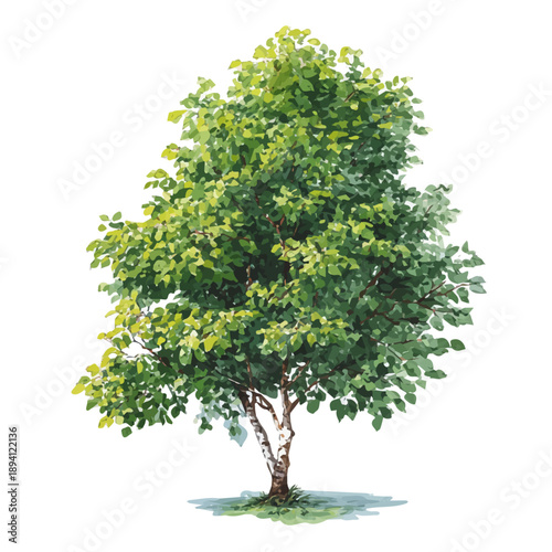 Quadro su tela Isometric watercolor rendering of Alder Tree, isolated on a clean white background