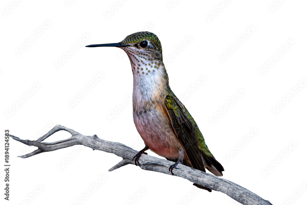 Fototapeta premium Calliope Hummingbird (Selasphorus calliope) Photo, Perched, Over a Transparent Isolated PNG Background