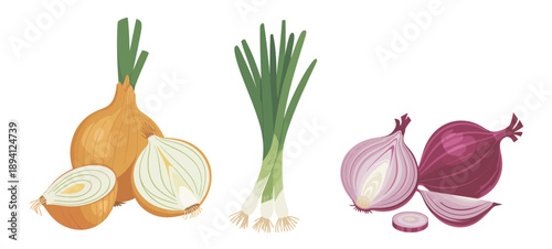 Onions and chives, different types including yellow, red, and green, detailed vegetable parts, cooking ingredients, spices, organic food icons, vector illustration isolated on white background.