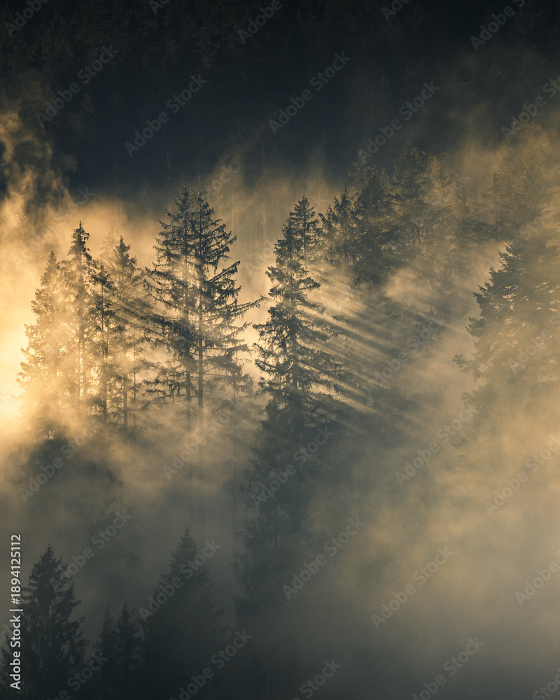 Obraz premium trees with fog