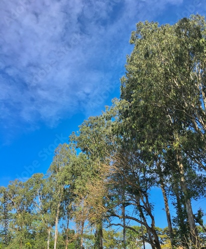 Bilde på lerret Lush Green Eucalyptus Trees Under a Bright Blue Sky with Soft Clouds