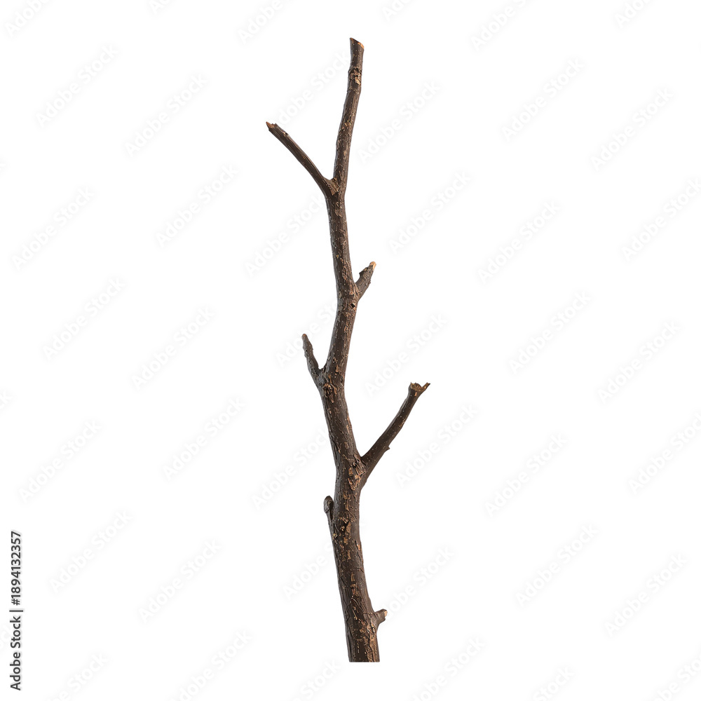 Fototapeta premium Single Dry Branch on White Background