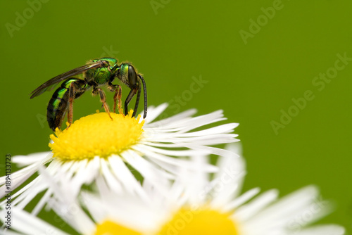 Konstfotografi Sweat bee (Halictidae) on a flower