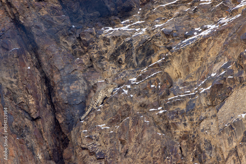 Aerial view of a snow leopard descending a rugged, rocky cliff face dusted with snow, its camouflage blending seamlessly, Hunza, Gilgit, Pakistan.