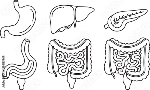 Illustrations of human digestive organs