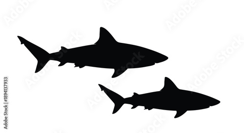 Two sharks swimming in dark tones a striking silhouette