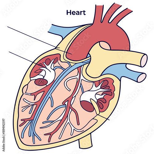 Detailed Human Heart Anatomical Structure Medical Diagram