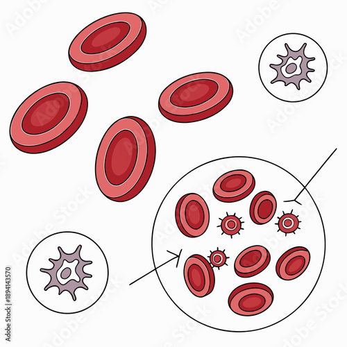 Human Red and White Blood Cells Biological Microscopic View