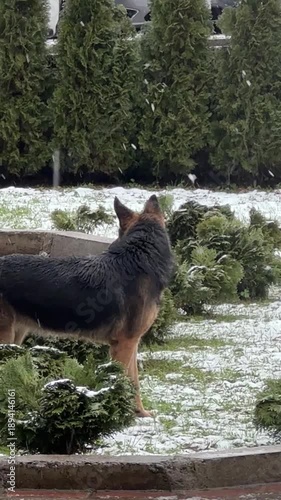 German Shepherd and a mixed breed enjoy the first snow.