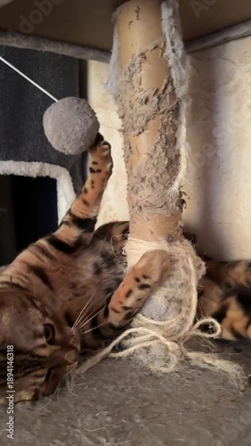 Bengal cat scratched the scratching post and got its claw caught on a toy.