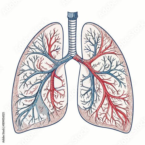 Illustration of human lungs with branching bronchial tubes and blood vessels, symbolizing respiration and health