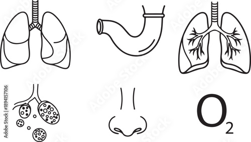 Human respiratory system and oxygen