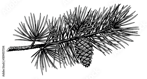 Hand drawn line art illustration of a pine branch with a pine cone depicting natural detail for botanical design