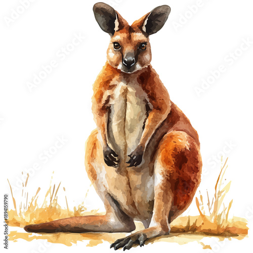 watercolor draw of Wallaby, isolated on a white background.