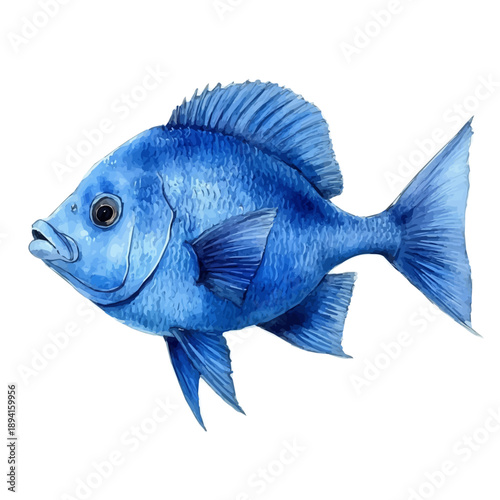 watercolor hand-drawn of Triggerfish, isolated on a white background.