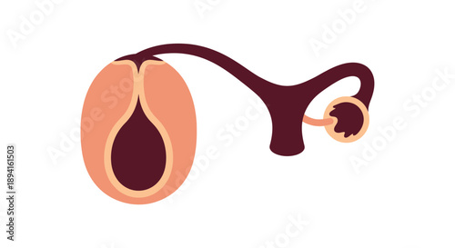 Human male reproductive system anatomy illustration.