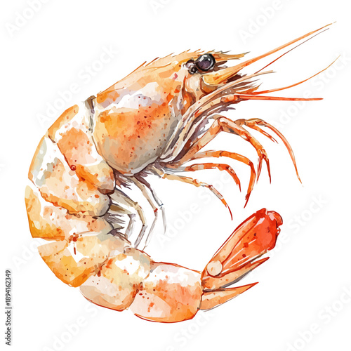 Shrimp, serene watercolor vector artwork with smooth washes of color and refined textures, isolated on a white background.