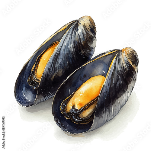 watercolor hand-drawn of Mussel, isolated on a white background.