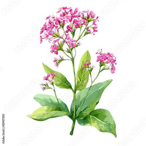 Isometric watercolor rendering of Valerian, isolated on a clean white background.