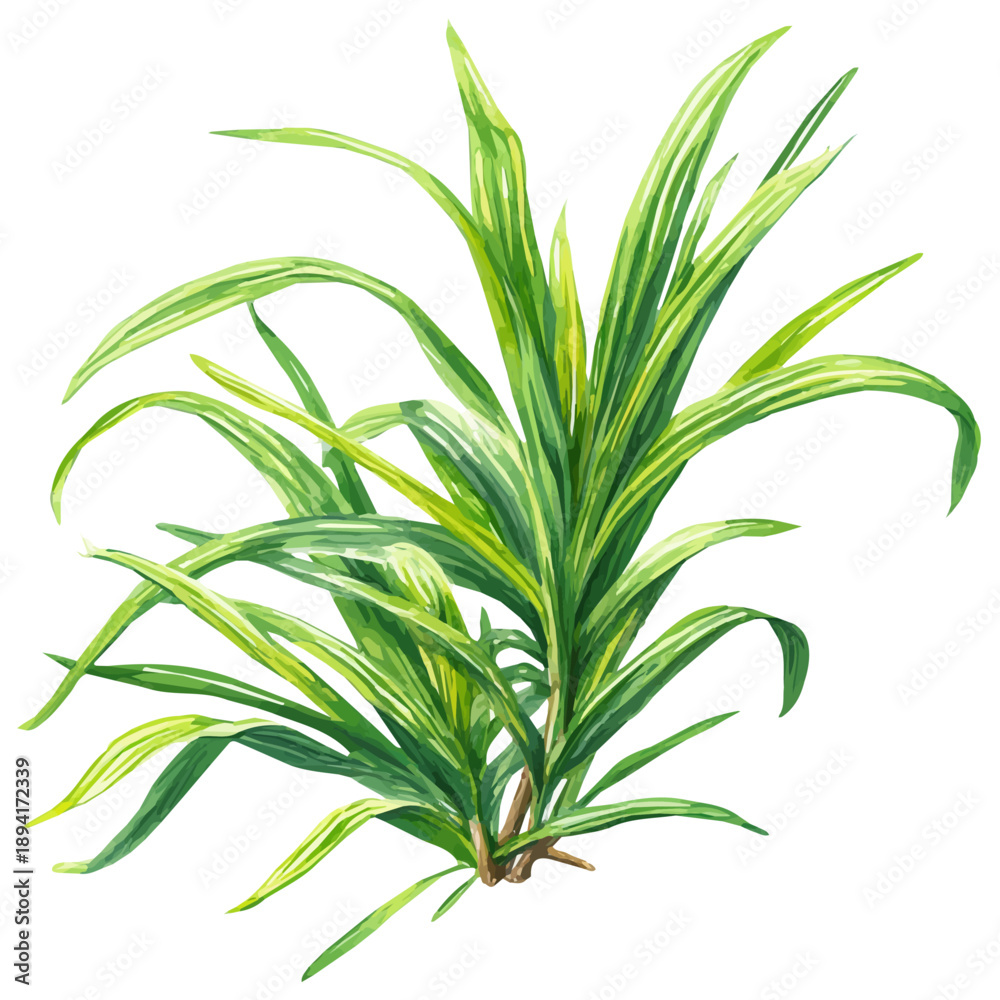 Obraz premium Lemongrass illustrated in isometric watercolor style, isolated on white.