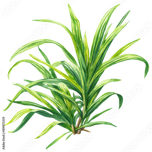 Lemongrass illustrated in isometric watercolor style, isolated on white.