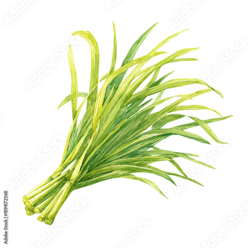 Isometric-style watercolor depiction of Lemongrass, set against a white background.