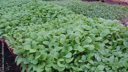The process of sowing plant seeds, chili seedlings, eggplant, and various vegetables in a nursery or greenhouse. Chili seedlings ready for planting are being cultivated in seedling trays in a greenhou