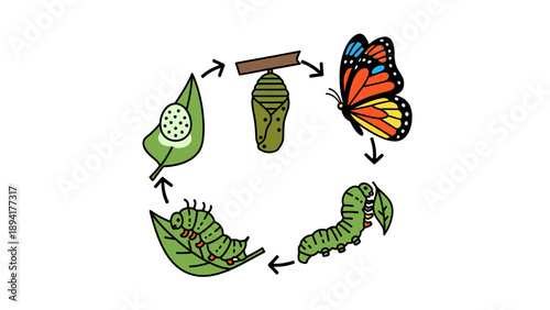 Infographic illustration of a butterfly life cycle, from egg to caterpillar, chrysalis, and adult butterfly on a white background.