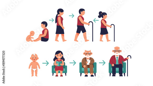 Infographic illustration showing the life cycle of a human from baby to old age with various stages and activities.