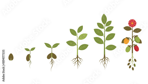Illustration of a plant's growth stages from seed to blooming flower on a white background with green leaves and roots.