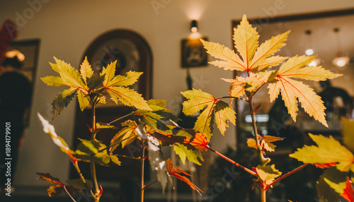 Autumn leaves with warm yellow and orange tones indoors, softly lit creating cozy and peaceful atmosphere