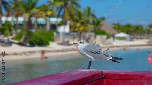 Laughing Gull on Red Dock Rail with Blurred Beach Resort Background