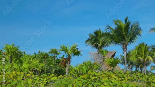 Ground-Level View of Tropical Foliage, Palm Trees, and Thatched Resort Roof Against Blue Sky
