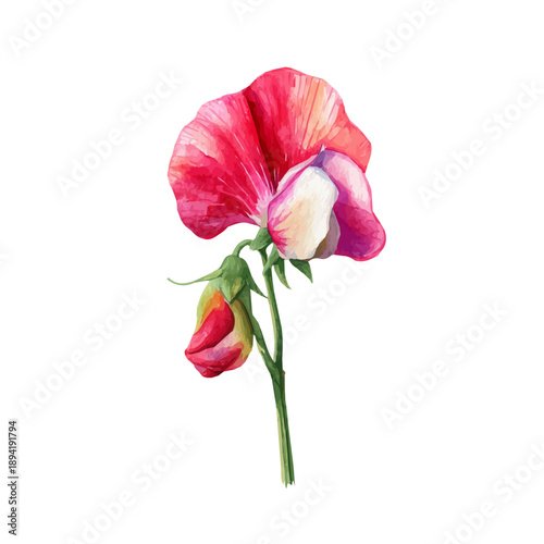 Watercolor isometric artwork featuring Sweet Pea Flower, presented on white background.