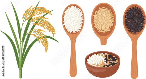 Rice Varieties Set with White Brown and Black Rice in Wooden Spoons and Bowl Flat Illustration